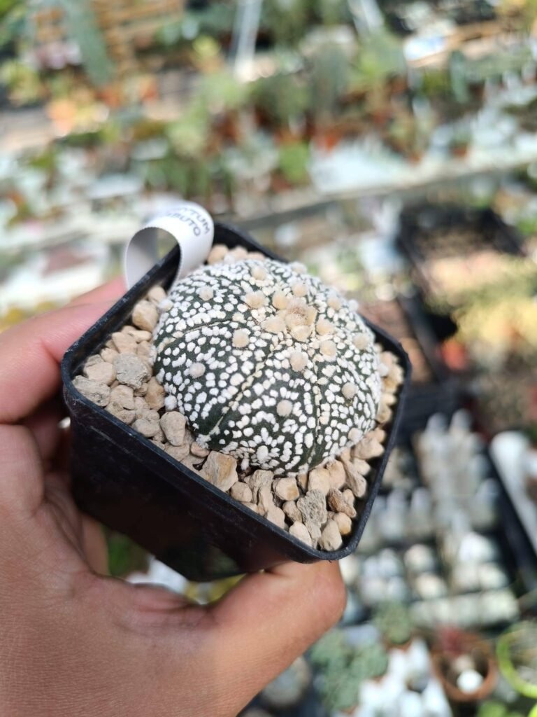 Siracactus-astrophytum-Astrophytum-superkabuto-3-1.jpg