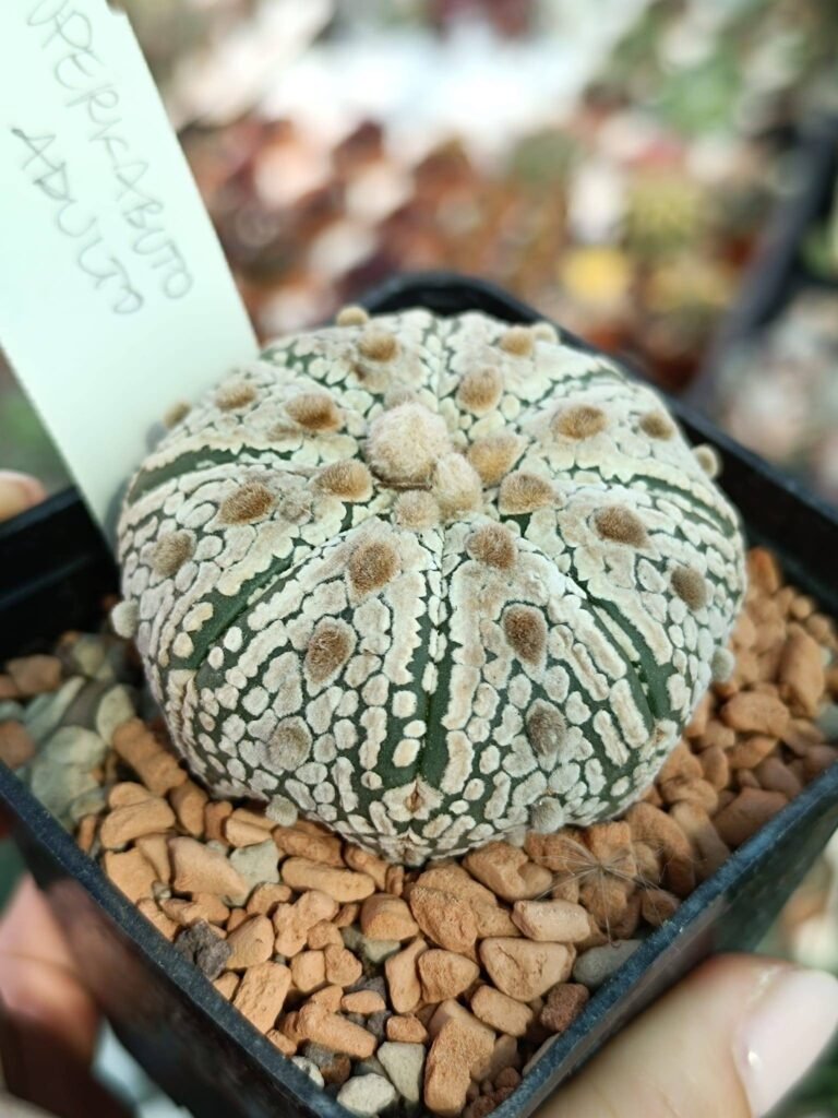 Siracactus-astrophytum-Astrophytum-superkabuto-4-1.jpg