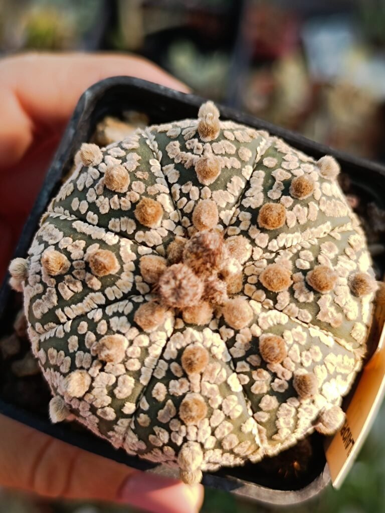 Siracactus-astrophytum-Astrophytum-superkabuto-7.jpg