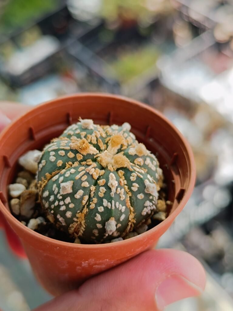 Siracactus-astrophytum-Astrophytum-superkabuto-Gold-5.jpg