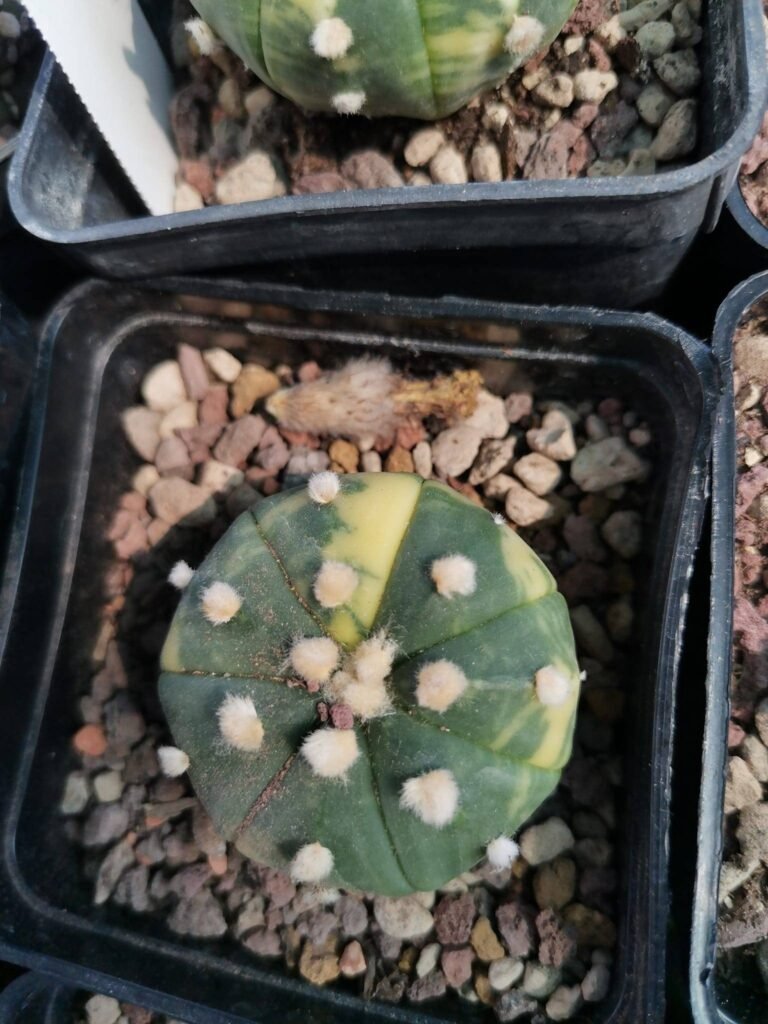 Siracactus-astrophytum-Astrophytum-superkabuto-hybrid-variegata.jpg