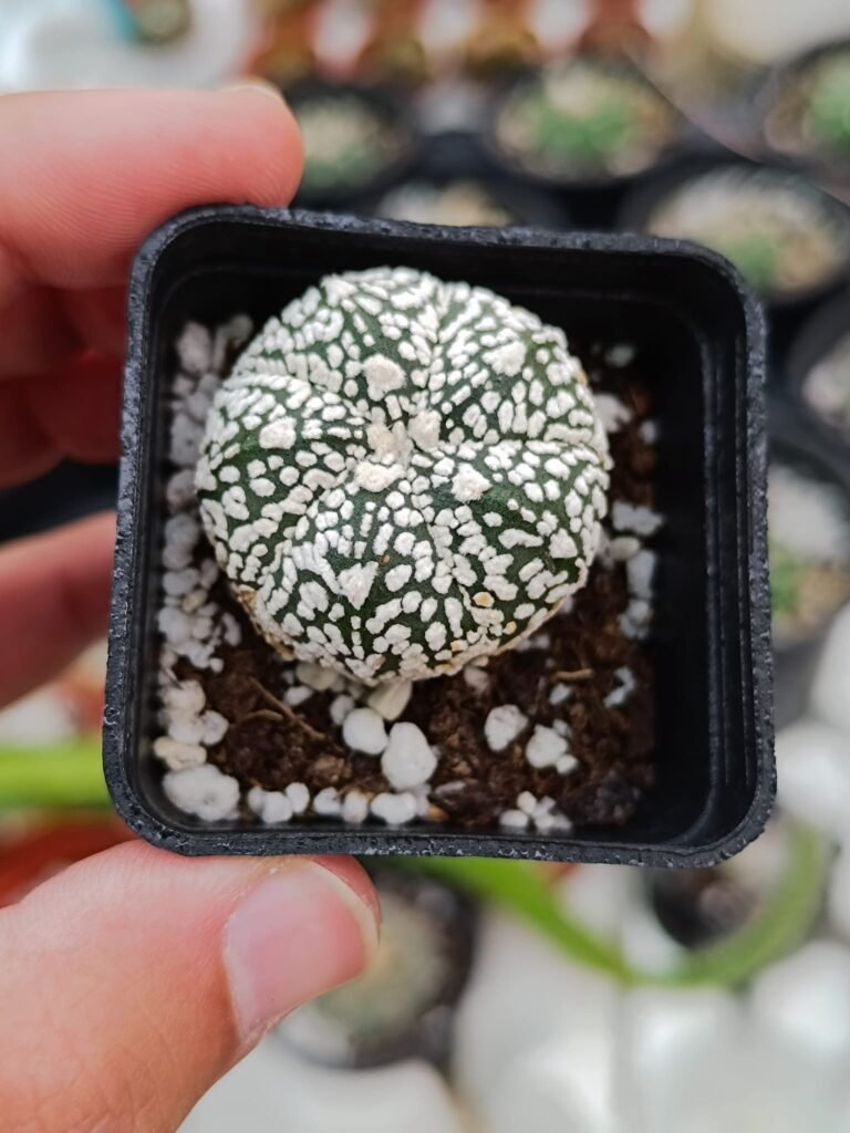 Siracactus-astrophytum-Astrophytum-superkabuto-v-type-2.jpg