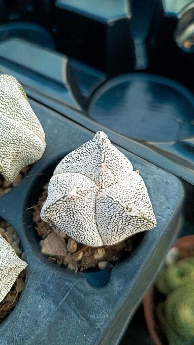 Siracactus-astrophytum-Astrophytum-tricostatum-Hybrid.jpg