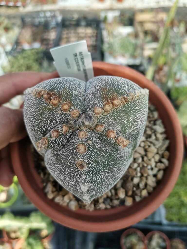 Siracactus-astrophytum-Astrophytum-tricostatum-infracosta-f.-Ball-2.jpg
