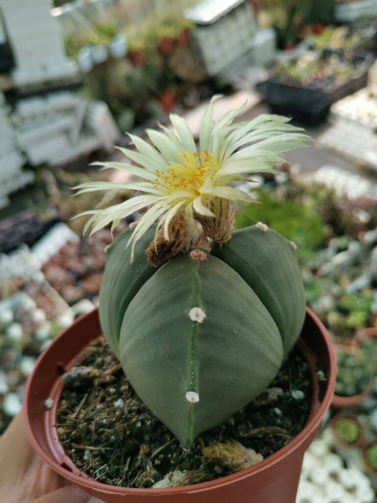 Siracactus-astrophytum-Astrophytum-tricostatum-nudum-2-1.jpg