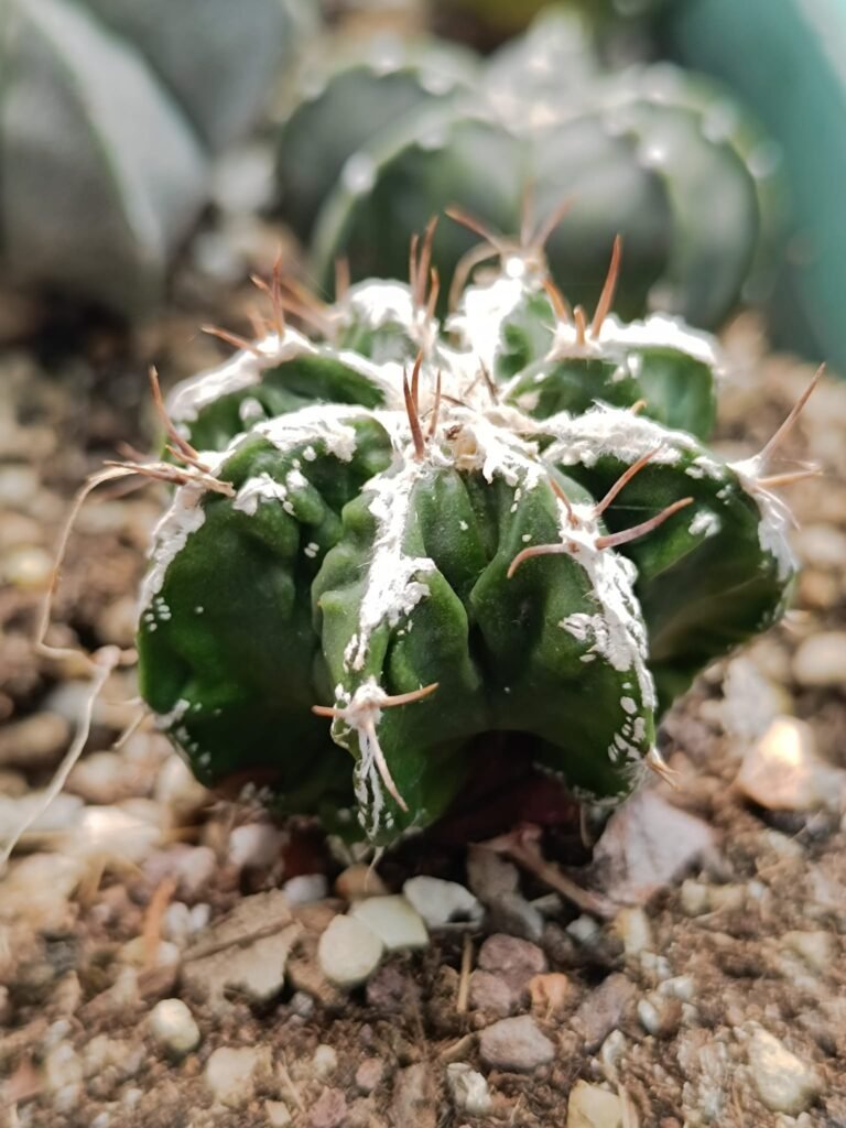 Siracactus-astrophytum-astrophytum-Hybrid-ornatum-x-fukuryu-x-haku-jo.jpg