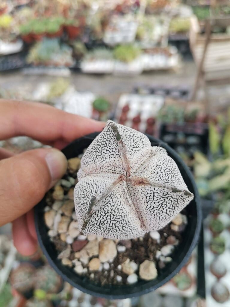 Siracactus-astrophytum-astrophytum-onzuka-tricostatum-infracosta.jpg