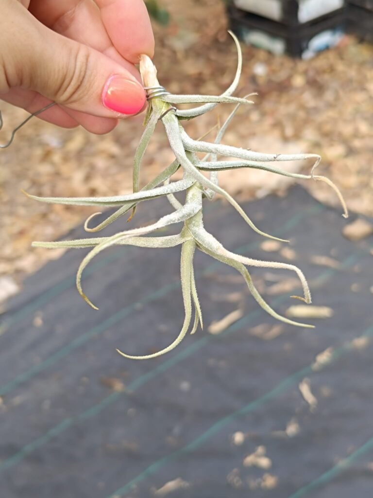 Siracactus-bromeliaceae-Tillandsia-paleacea.jpg