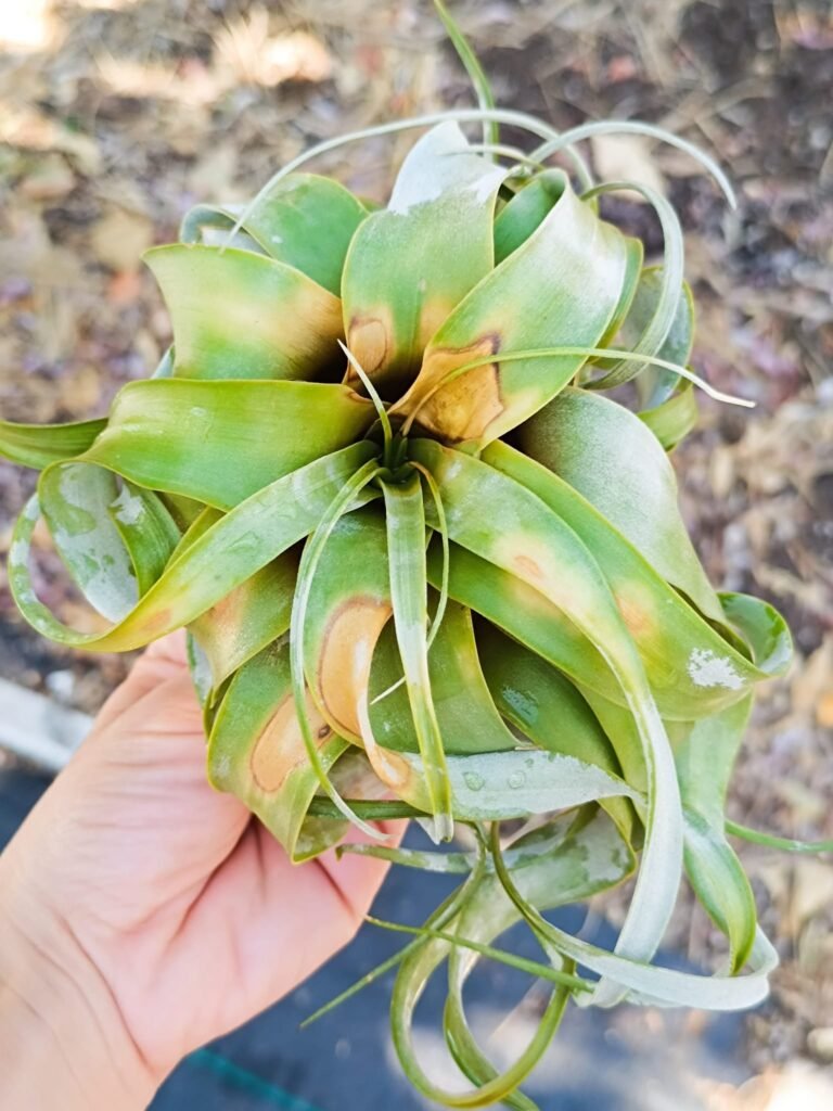 Siracactus-bromeliaceae-Tillandsia-xerographica.jpg