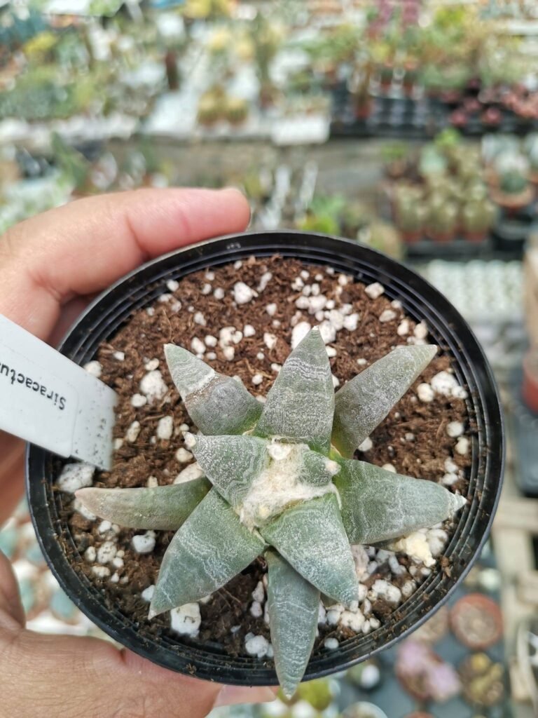 Siracactus-cactus-Ariocarpus-retusus-huizache-2.jpg
