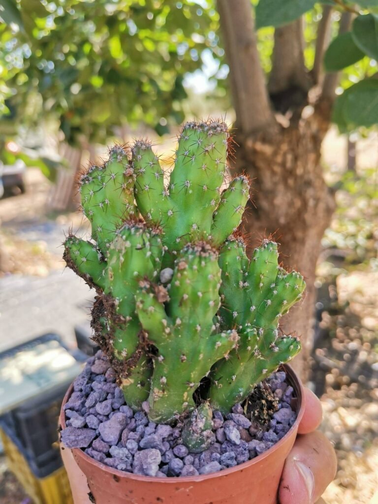 Siracactus-cactus-Cereus-peruvianus-mostruoso.jpg