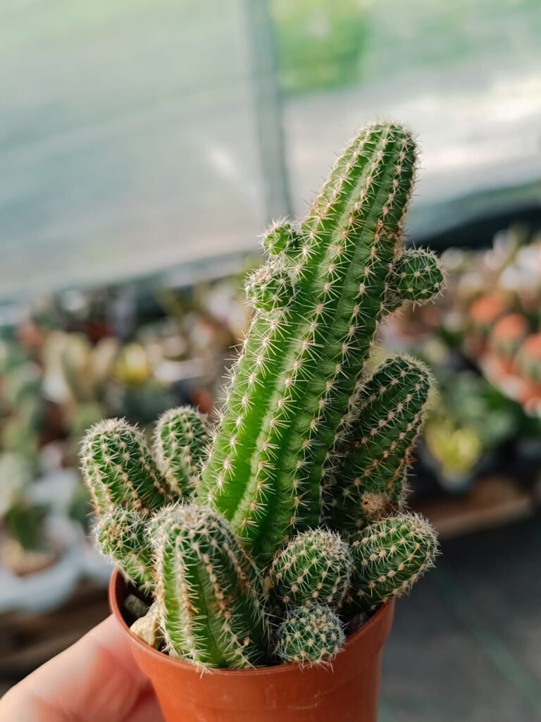 Siracactus-cactus-Chamaecereus-silvestrii-cv-sunburn.jpg