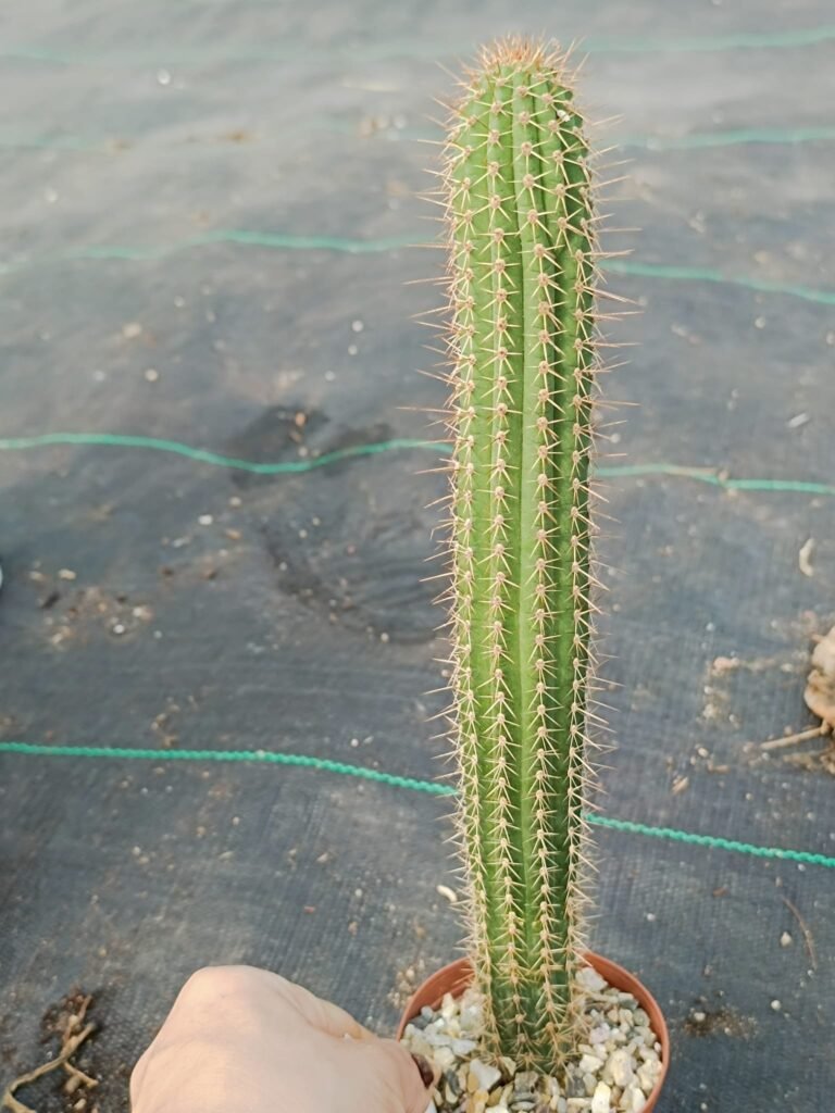Siracactus-cactus-Cleistocactus-brookei.jpg