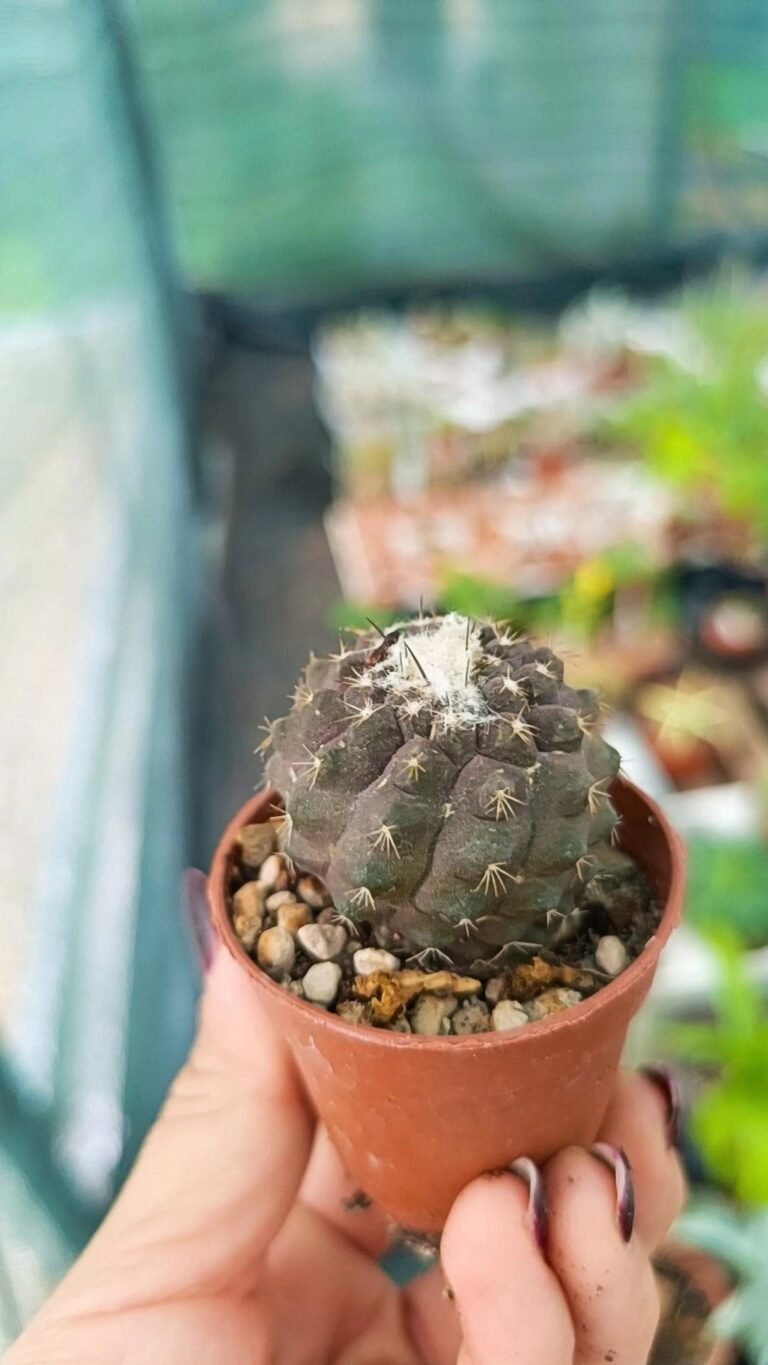 Siracactus-cactus-Copiapoa-humilis-subs-tenuissima-1.jpg