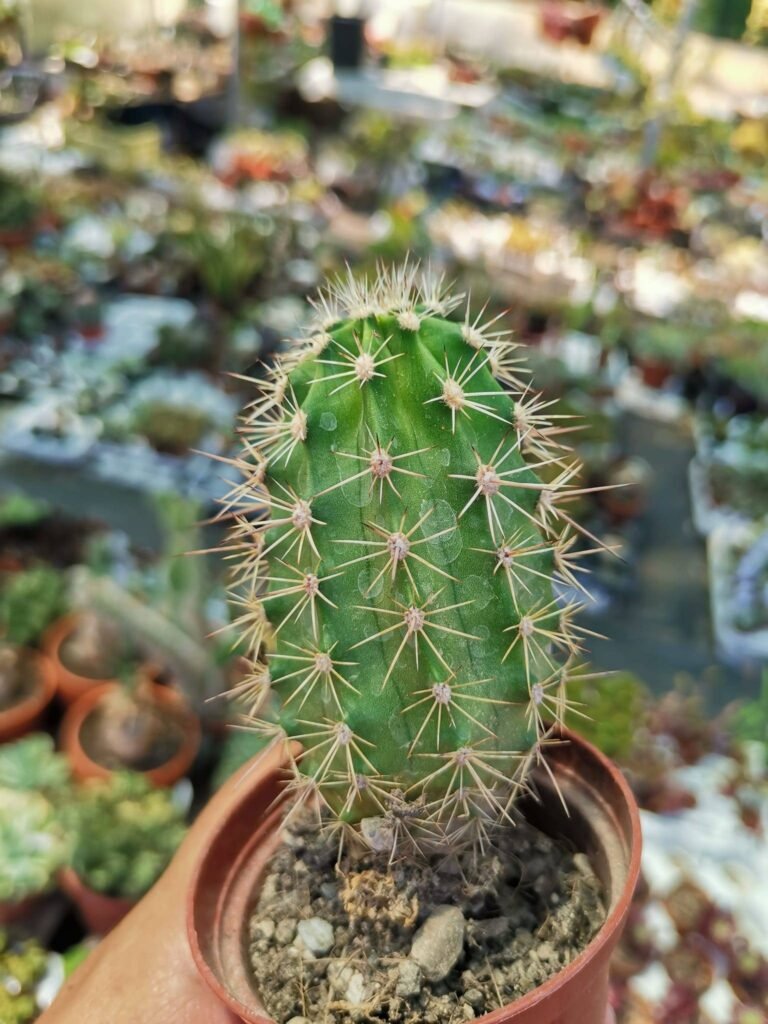 Siracactus-cactus-Echinocereus-x-roetteri.jpg