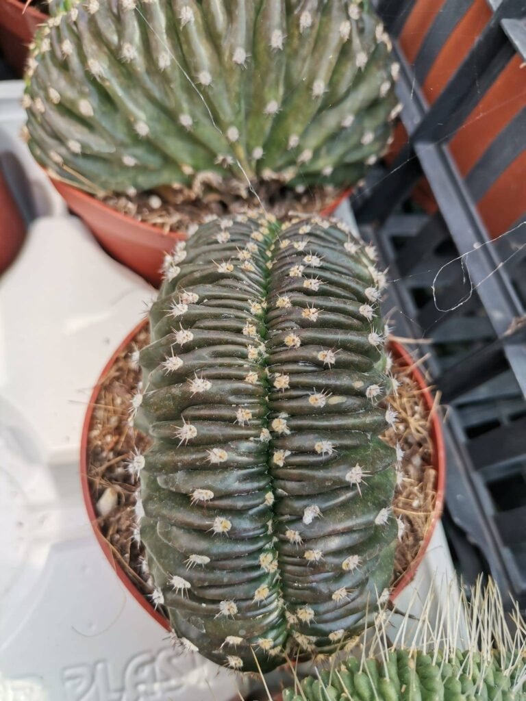 Siracactus-cactus-Echinopsis-chocolate-crestata.jpg