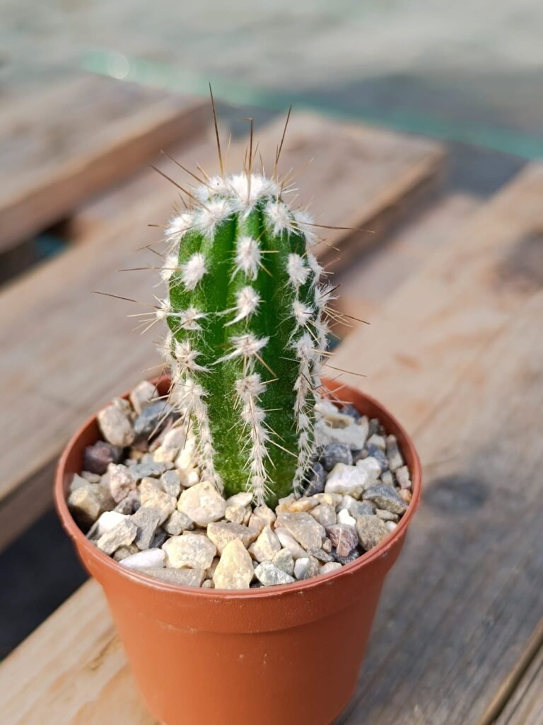 Siracactus-cactus-Eulychnia-SP-Pan-de-azucar.jpg