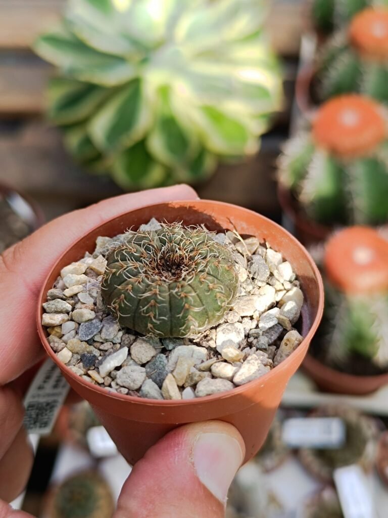 Siracactus-cactus-Frailea-asterioides.jpg