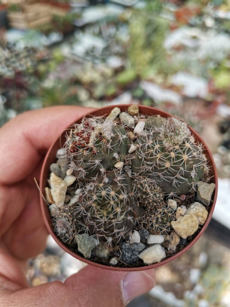 Siracactus-cactus-Frailea-spec-Nov-Vos-081.jpg