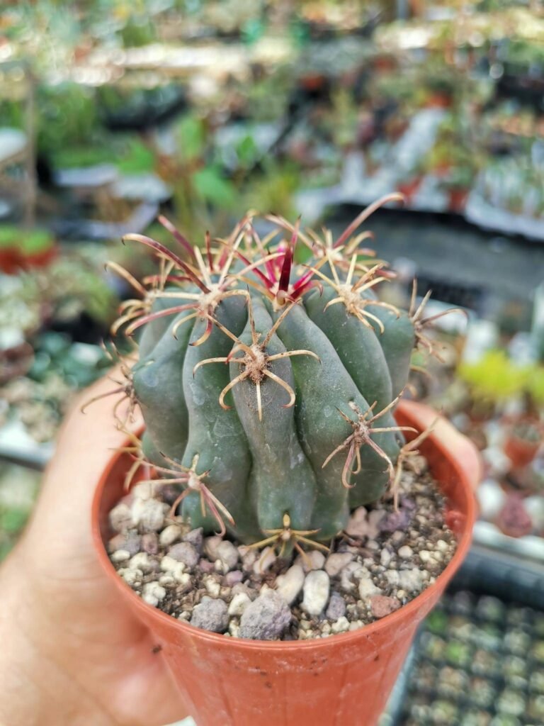 Siracactus-cactus-Glandulicactus-mathssonii-2.jpg
