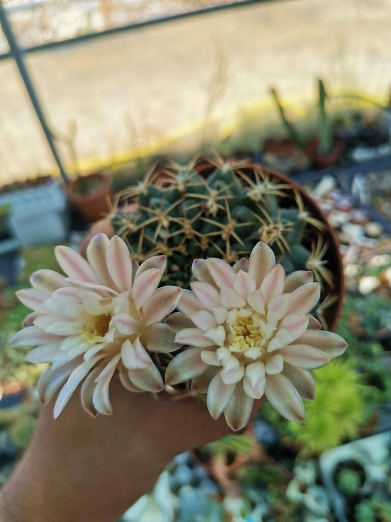 Siracactus-cactus-Gymnocalycium-marsoneri.jpg