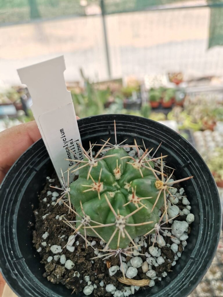 Siracactus-cactus-Gymnocalycium-monvillei-steineri-2.jpg
