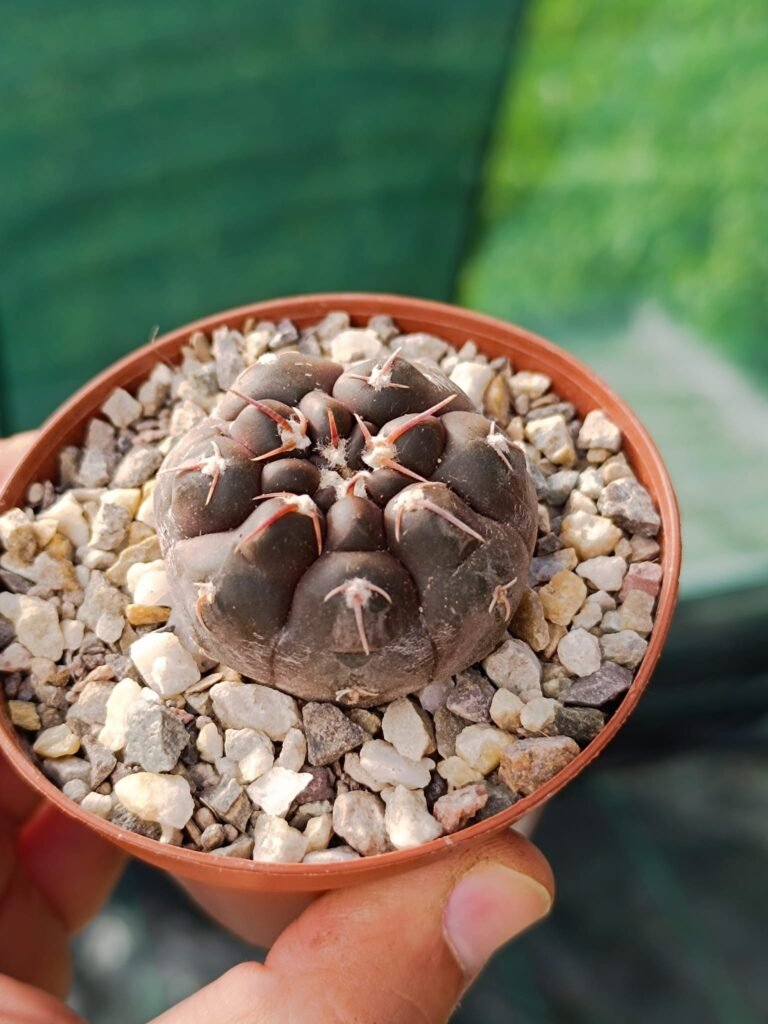 Siracactus-cactus-Gymnocalycium-mostii-2.jpg