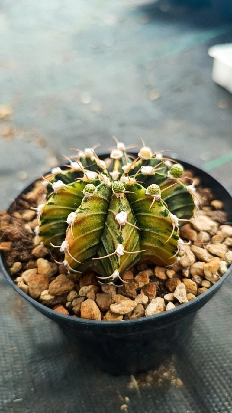 Siracactus-cactus-Gymnocalycium-thai-variegata-12.jpg