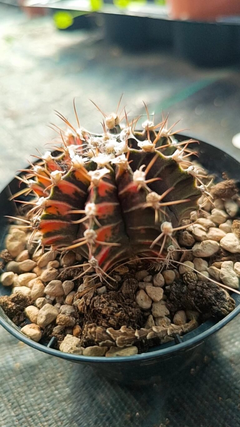 Siracactus-cactus-Gymnocalycium-thai-variegata-4.jpg