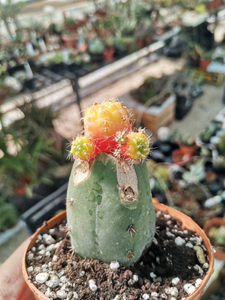 Siracactus-cactus-Gymnocalycium-variegata-innestata-f.-Prolifera-innestata.jpg