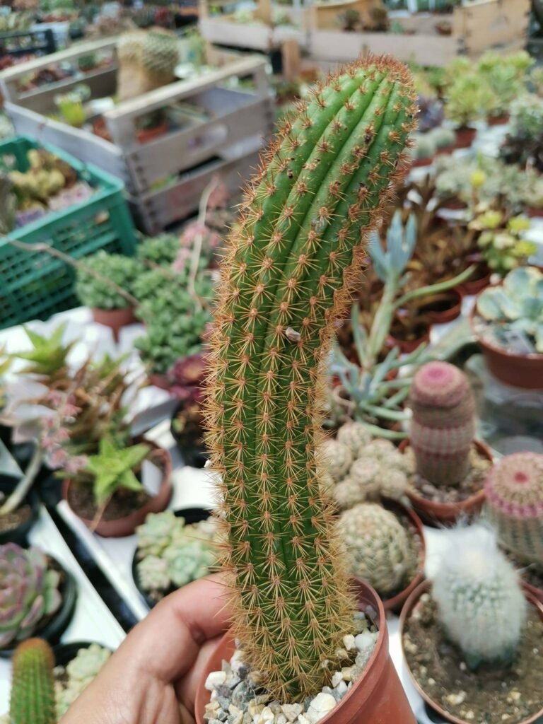 Siracactus-cactus-Hildewintera-hybrid-andenken-friedrich-ritter.jpg