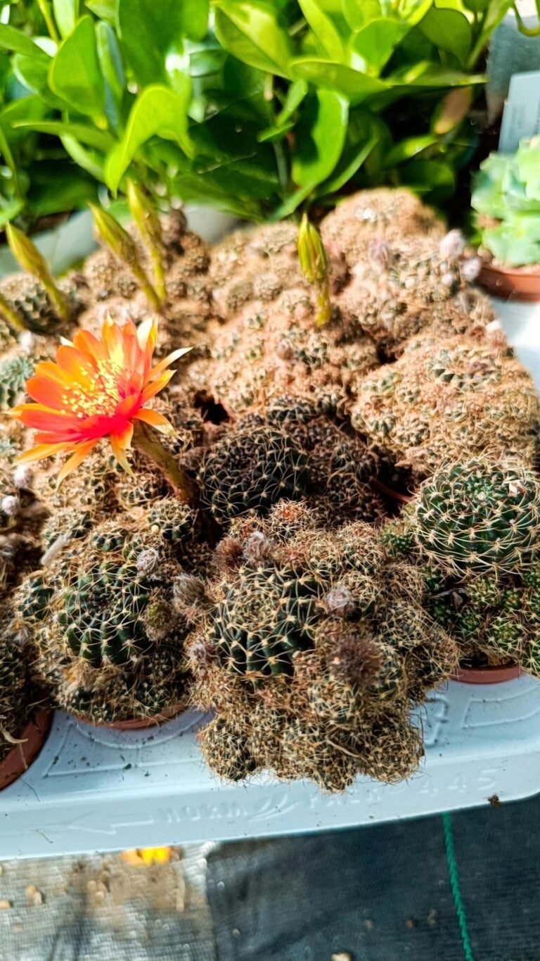 Siracactus-cactus-Lobivia-arachnacantha-2.jpg