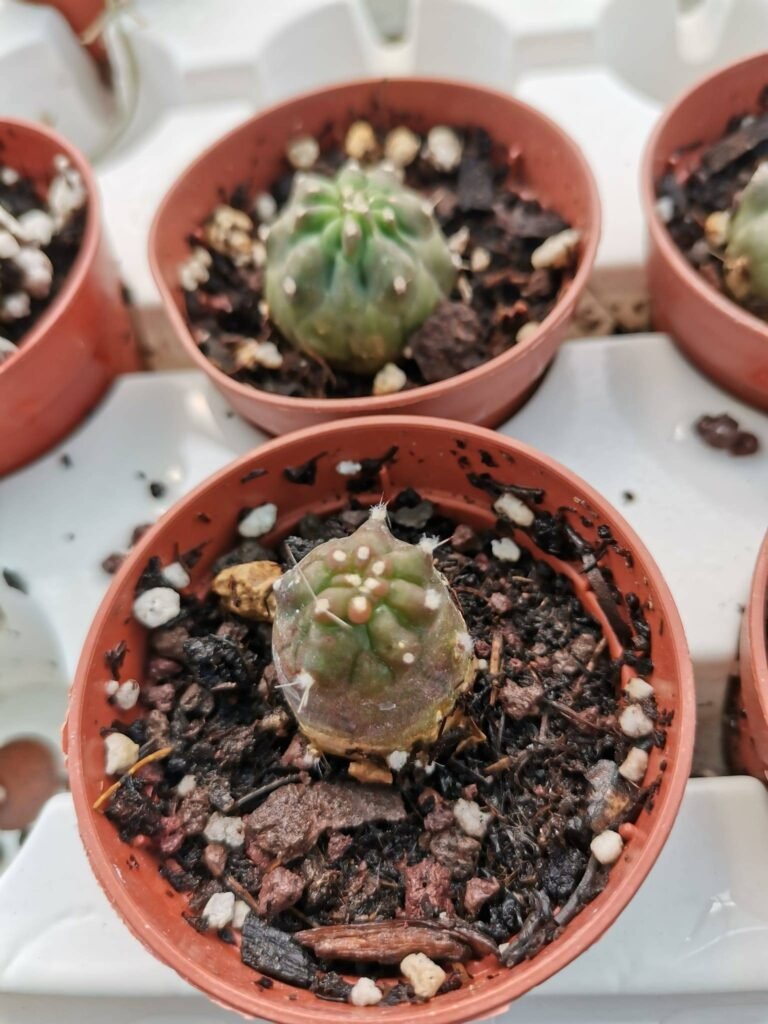 Siracactus-cactus-Lobivia-aurea-Schafer-f.-Mostruosa.jpg
