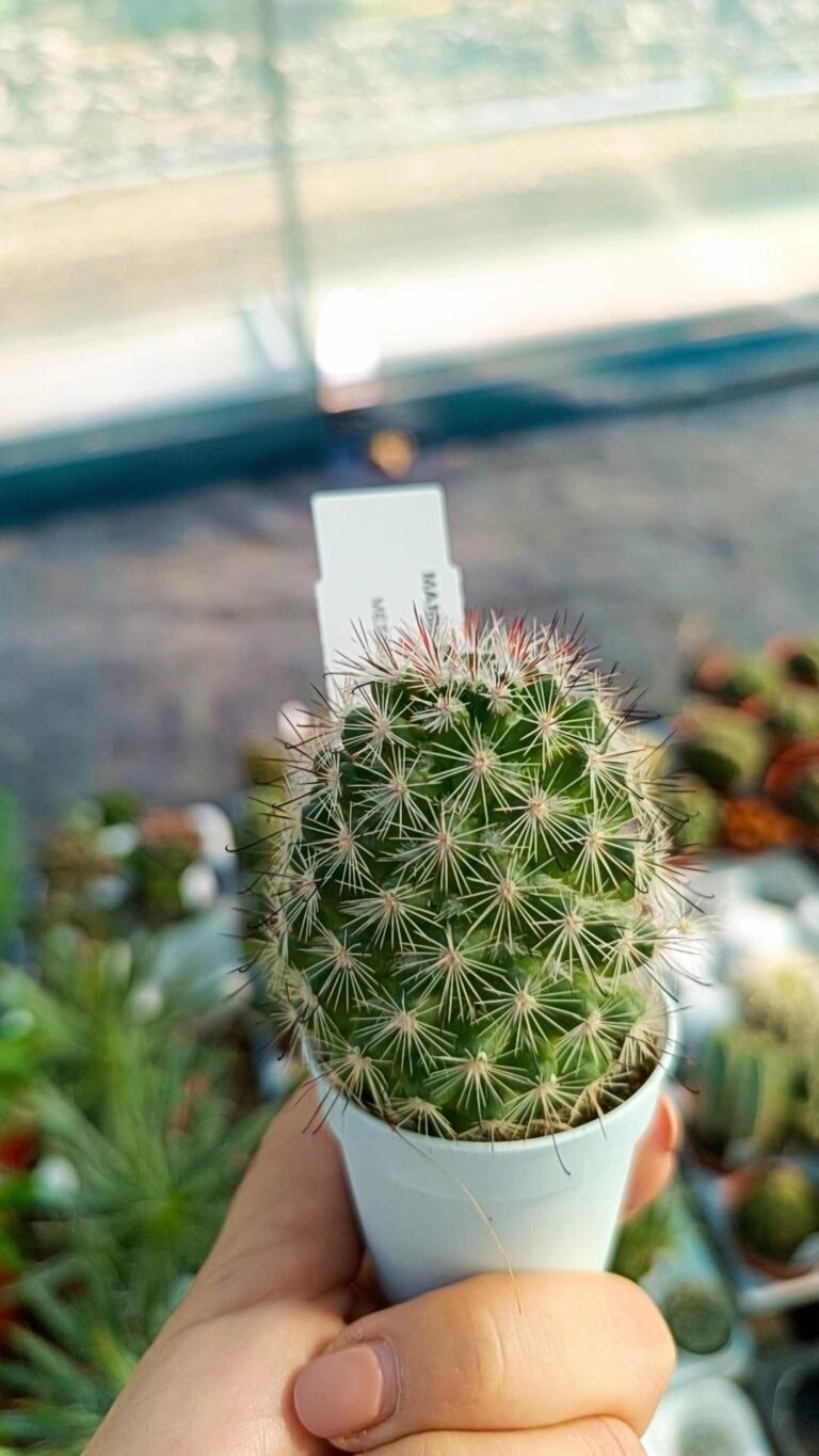 Siracactus-cactus-Mammillaria-boolii-1.jpg