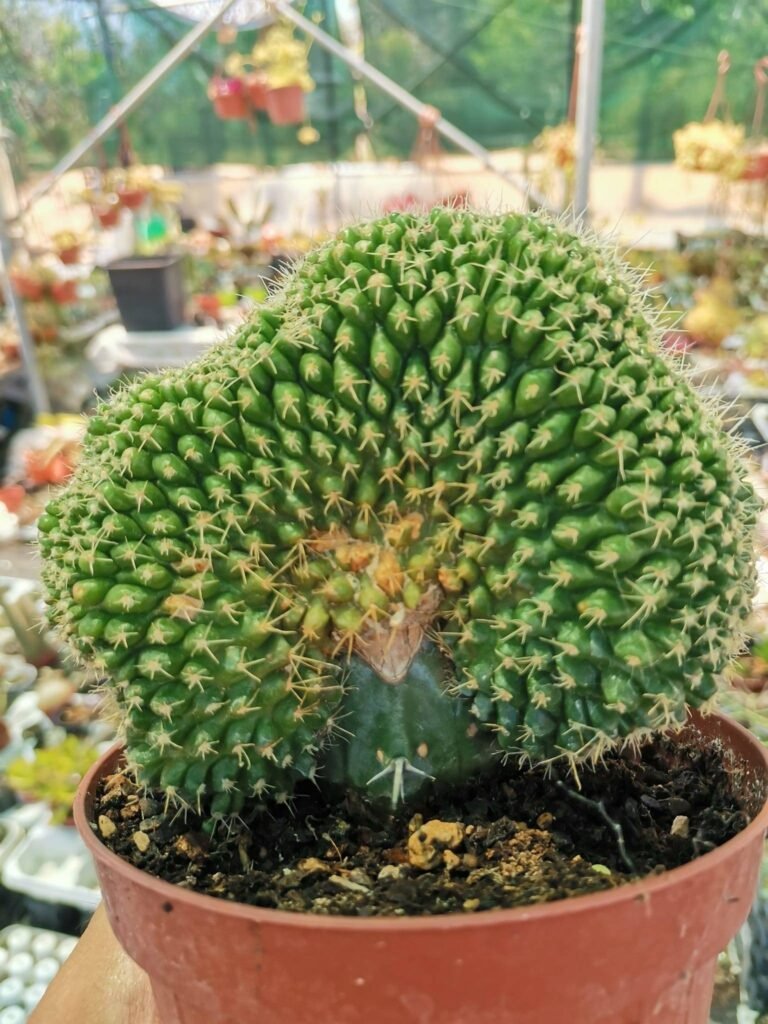 Siracactus-cactus-Mammillaria-sp-crestata-innestata-8.jpg