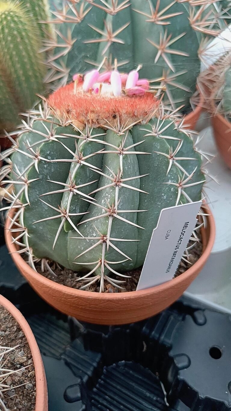 Siracactus-cactus-Melocactus-matanzanus-con-cefalio-big-size.jpg