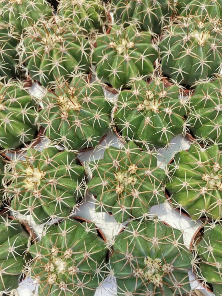 Siracactus-cactus-Melocactus-sp.jpg