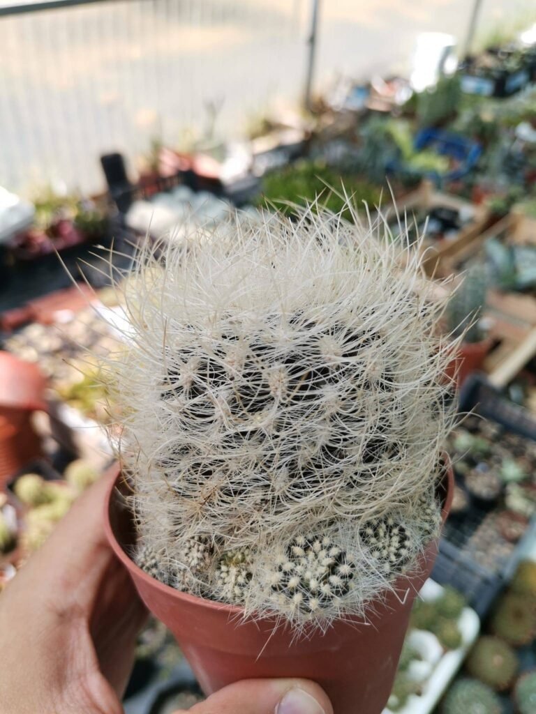 Siracactus-cactus-Neoporteria-nidus-senilis.jpg