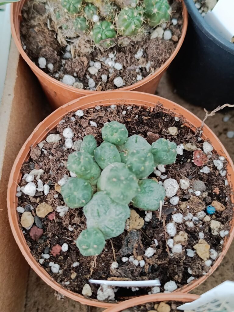 Siracactus-cactus-Opuntia-atroviridis-1.jpg