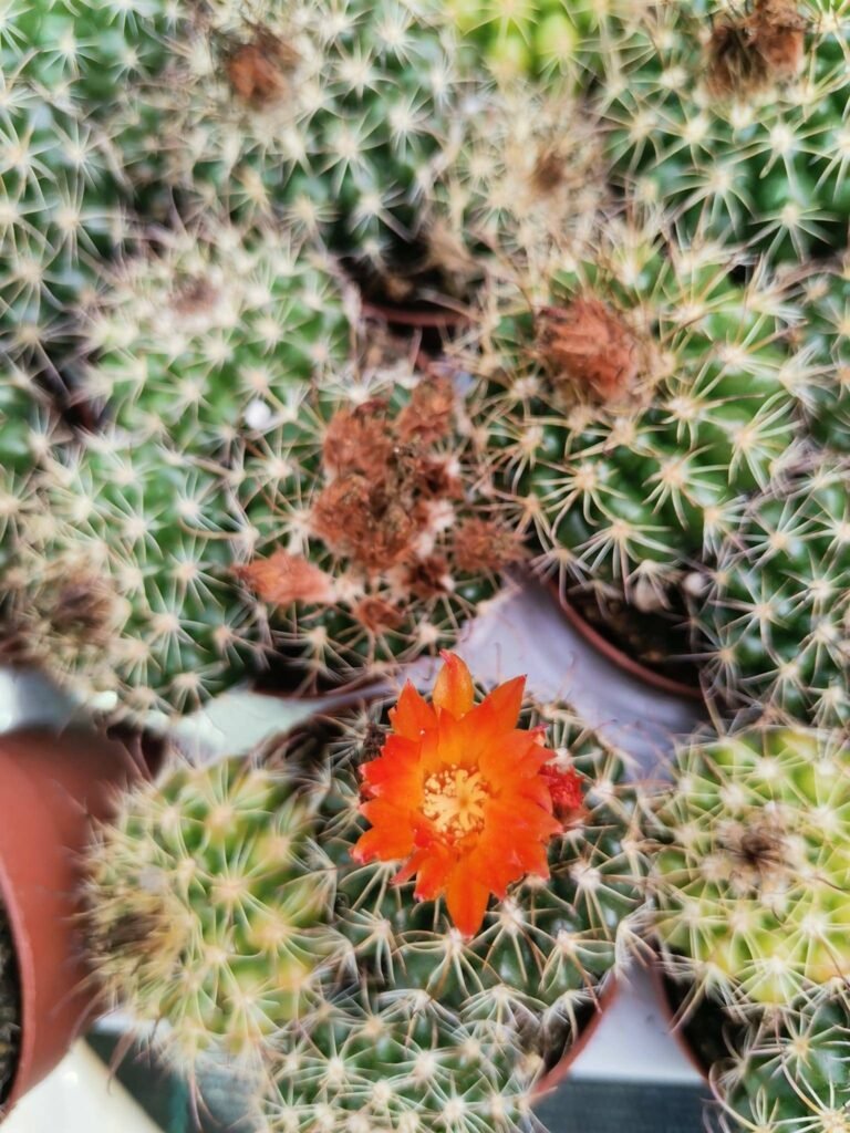 Siracactus-cactus-Parodia-sanguiniflora.jpg