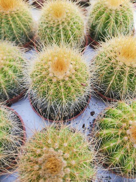Siracactus-cactus-Parodia-sp.jpg