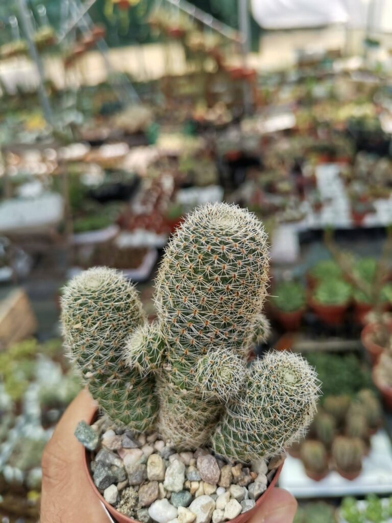 Siracactus-cactus-Rebutia-teresae-KK-1965.jpg