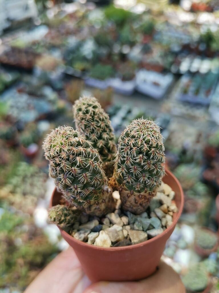 Siracactus-cactus-Sulcorebutia-canigueralli-v.-Albispina-r-596.jpg