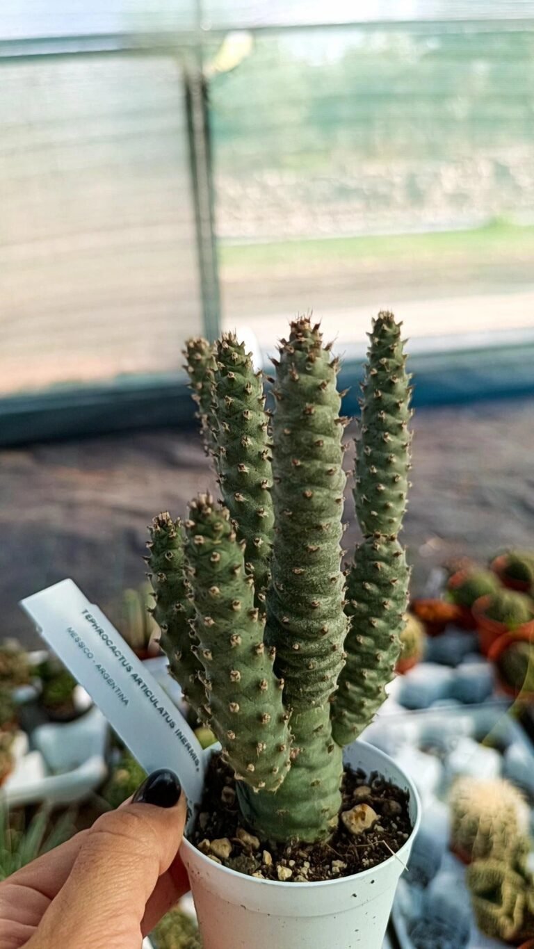 Siracactus-cactus-Tephrocactus-articulatus-inermis-1.jpg
