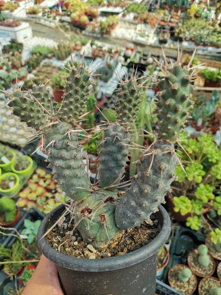 Siracactus-cactus-Tephrocactus-articulatus-v.-Oligacanthus-1.jpg