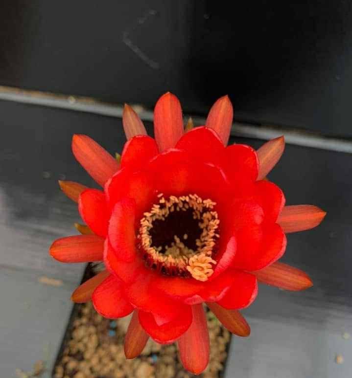 Siracactus-cactus-Trichocereus-v-217.jpg