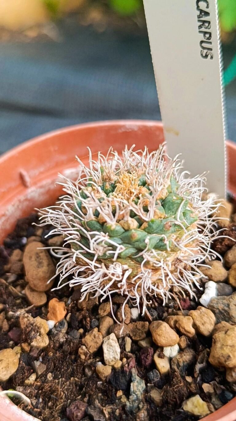 Siracactus-cactus-Turbinicarpus-schmiedeckianus-1.jpg