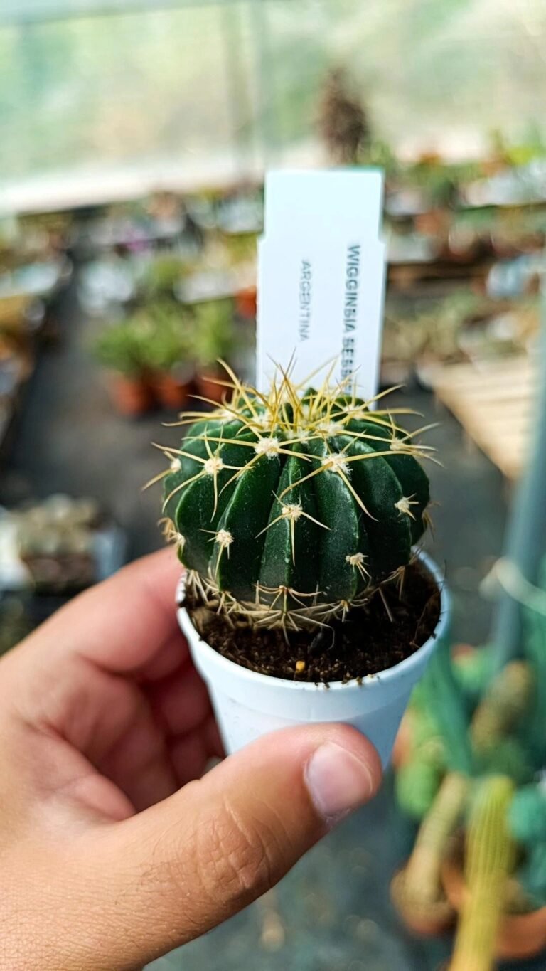 Siracactus-cactus-Wigginsia-sessiflora.jpg