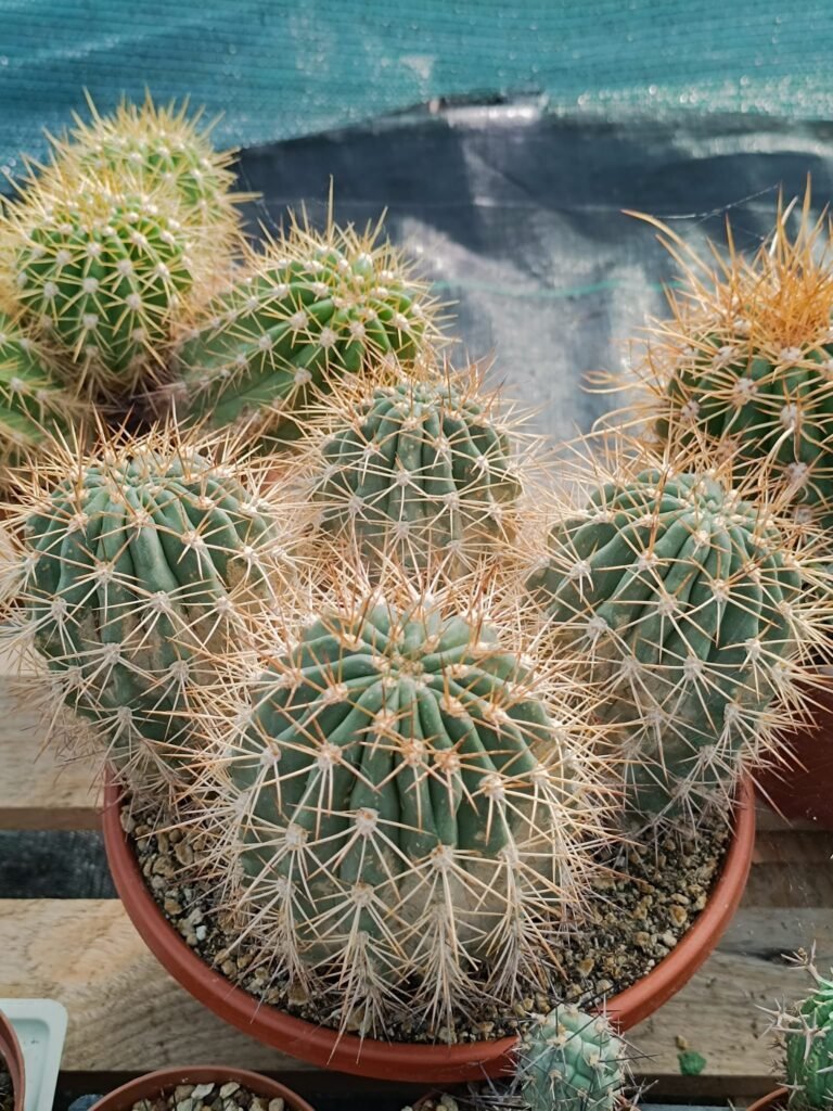Siracactus-cactus-ciotola-Trichocereus-Hybrid.jpg