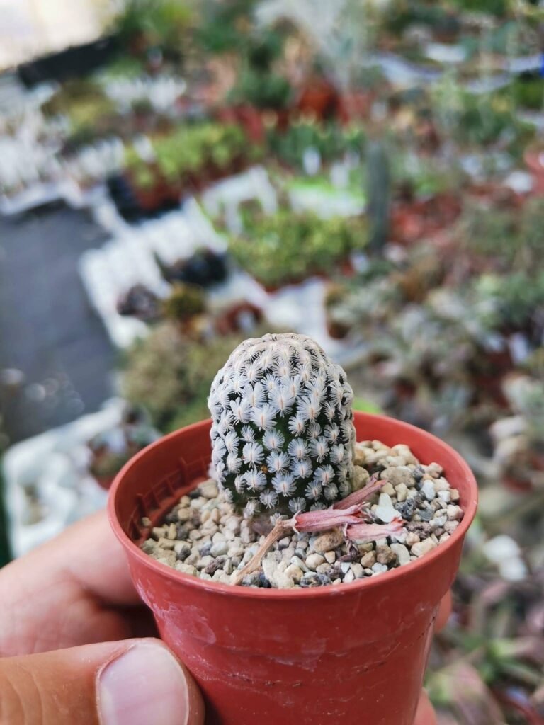 Siracactus-cactus-mammillaria-sanchez-mejoradae.jpg